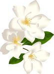 潔白梔子花綻放