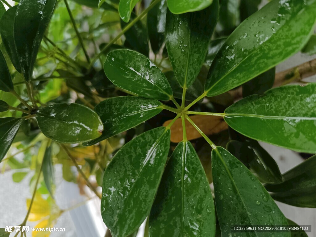 帶水珠的翠綠掌狀葉片