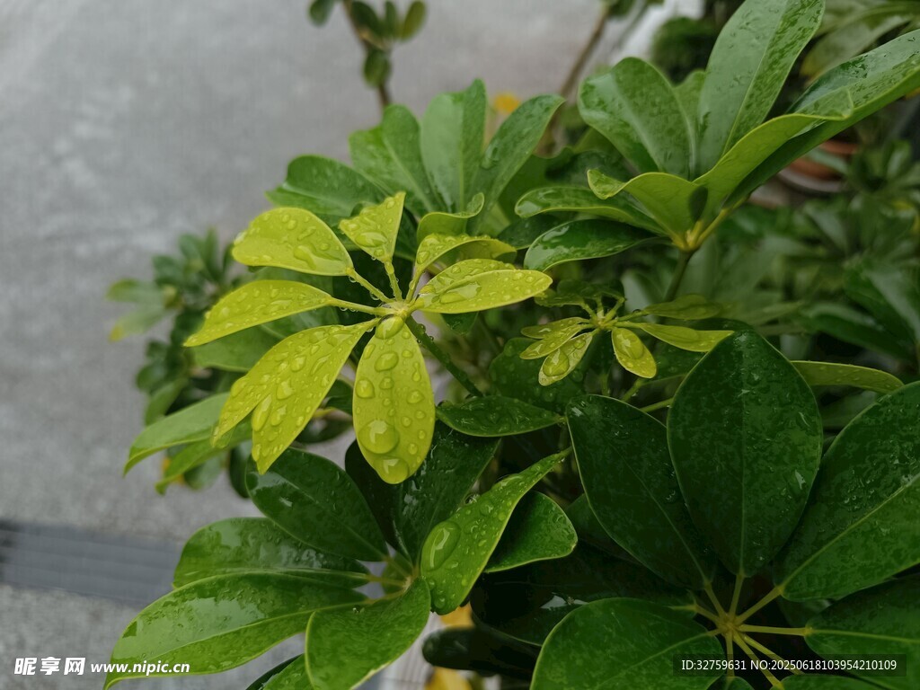 嫩綠葉片的植物特寫(xiě)