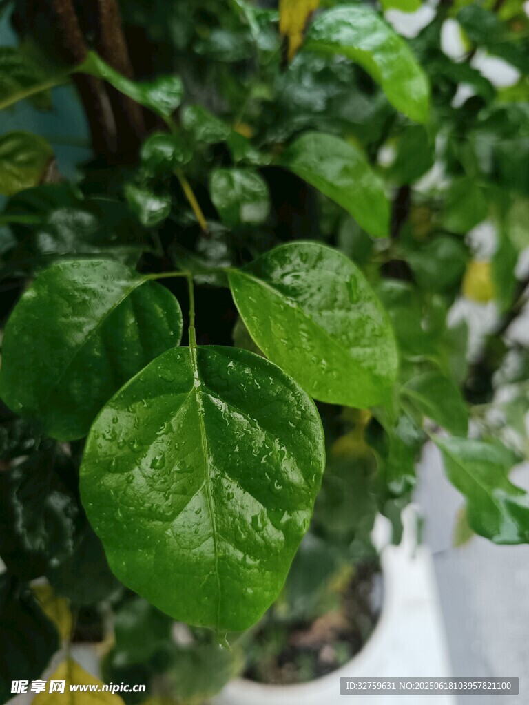 翠綠葉片的生機植物