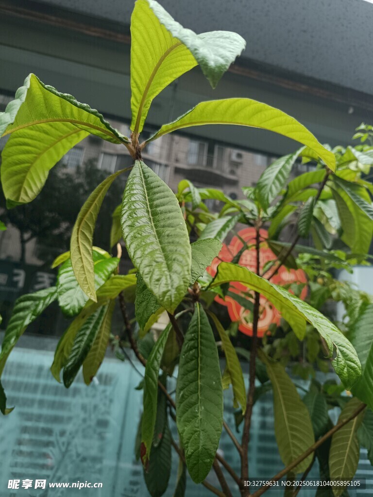 綠葉間的鮮艷果實