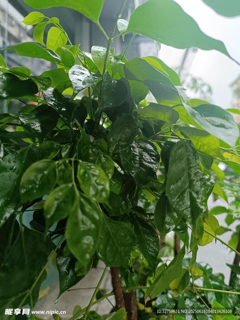茂盛綠植生機(jī)盎然