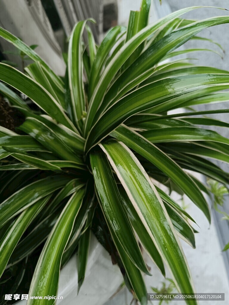 翠綠金邊龍血樹(shù)盆栽