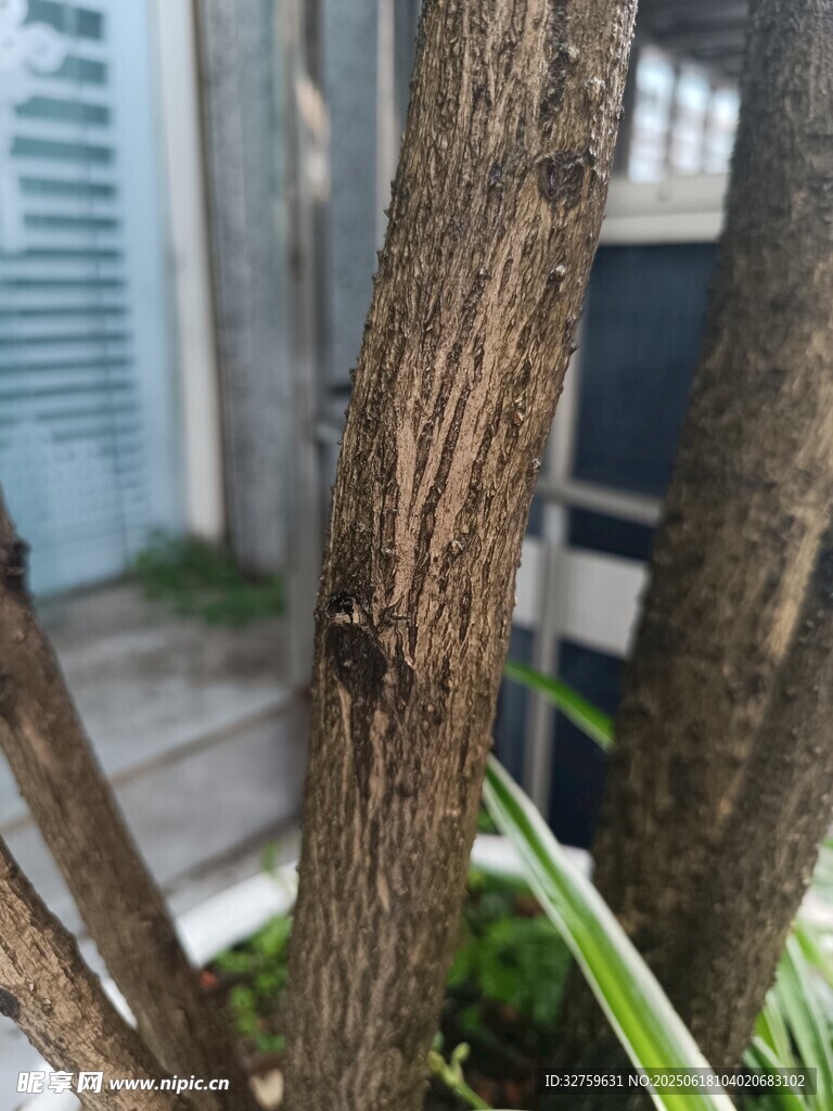 樹干上的甲蟲特寫