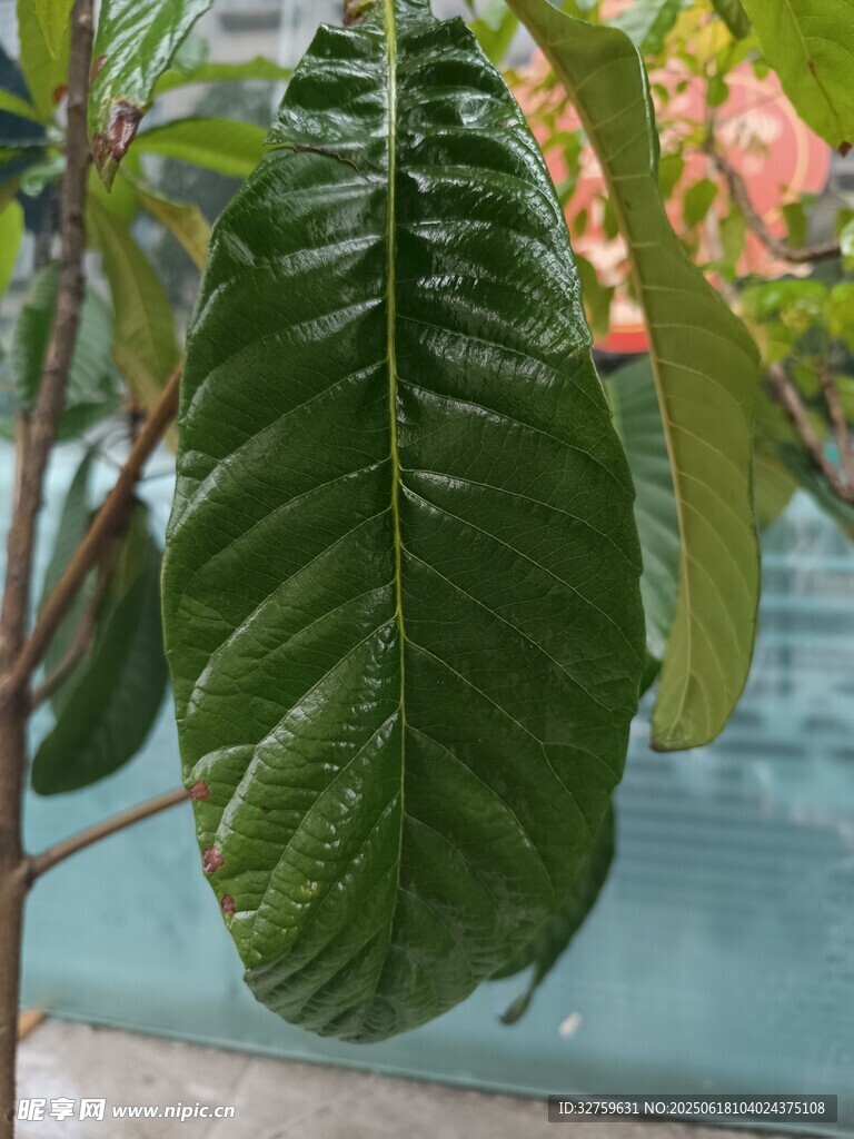翠綠寬大的植物葉片