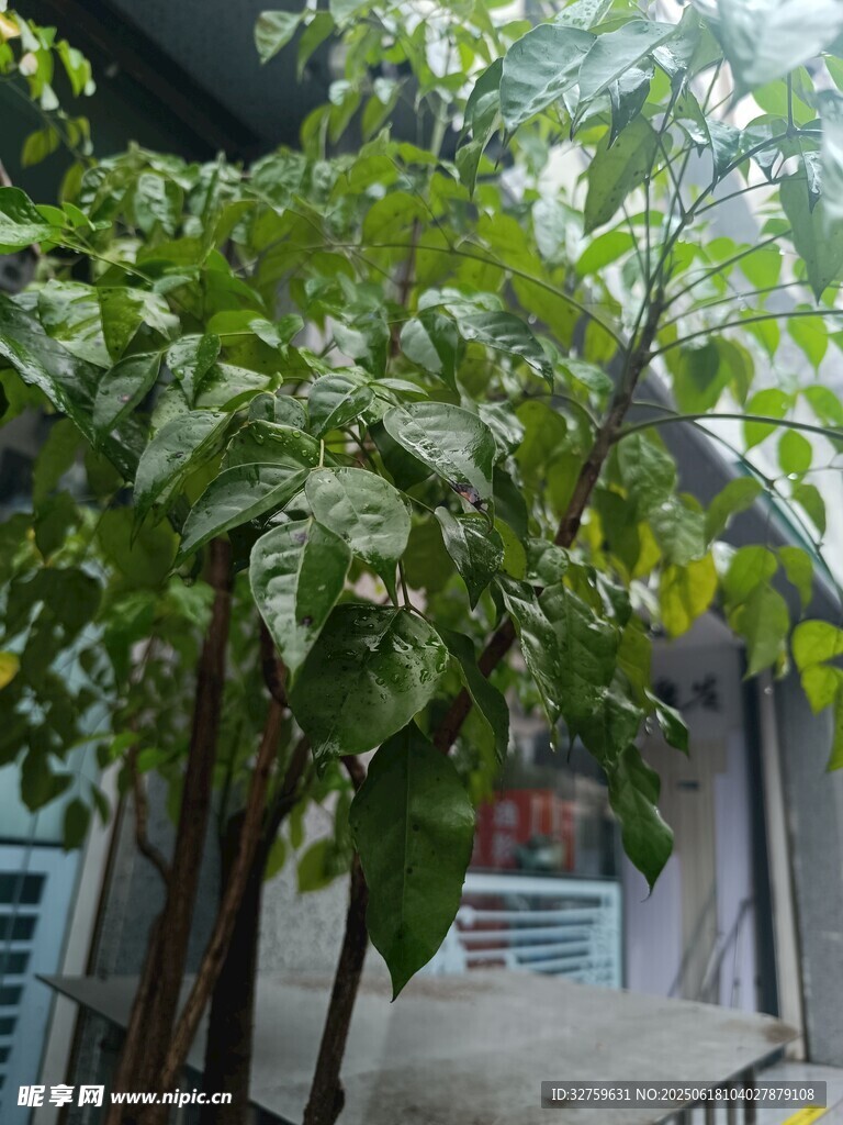 庭院中的繁茂綠植