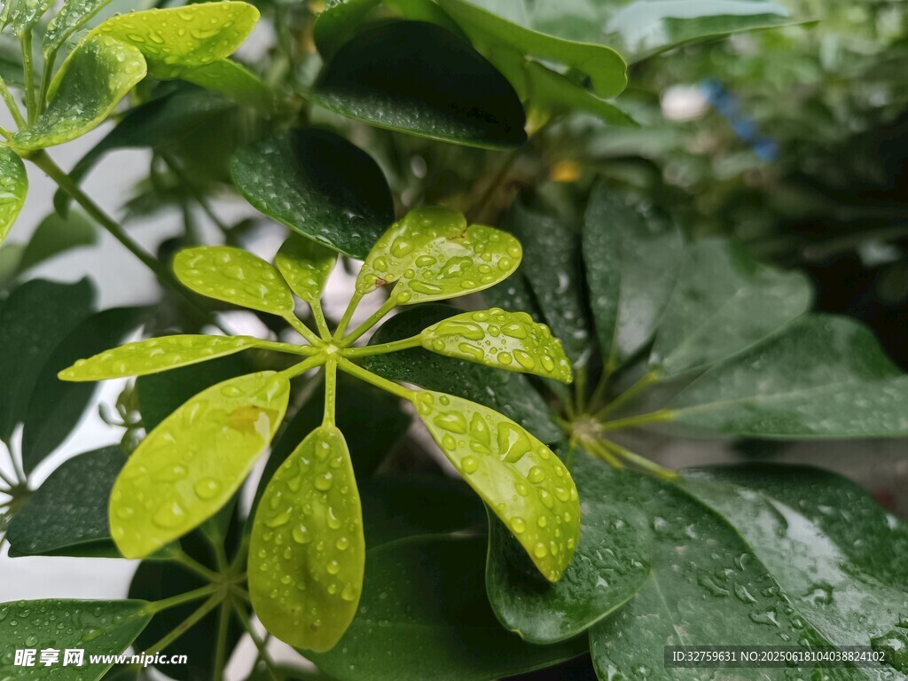 雨中嫩綠葉片的清新植物