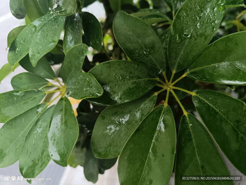 翠綠鵝掌柴植物特寫