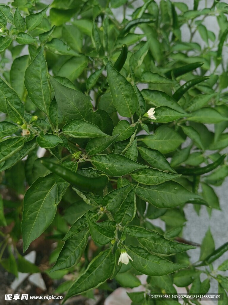 綠葉間的青椒植株