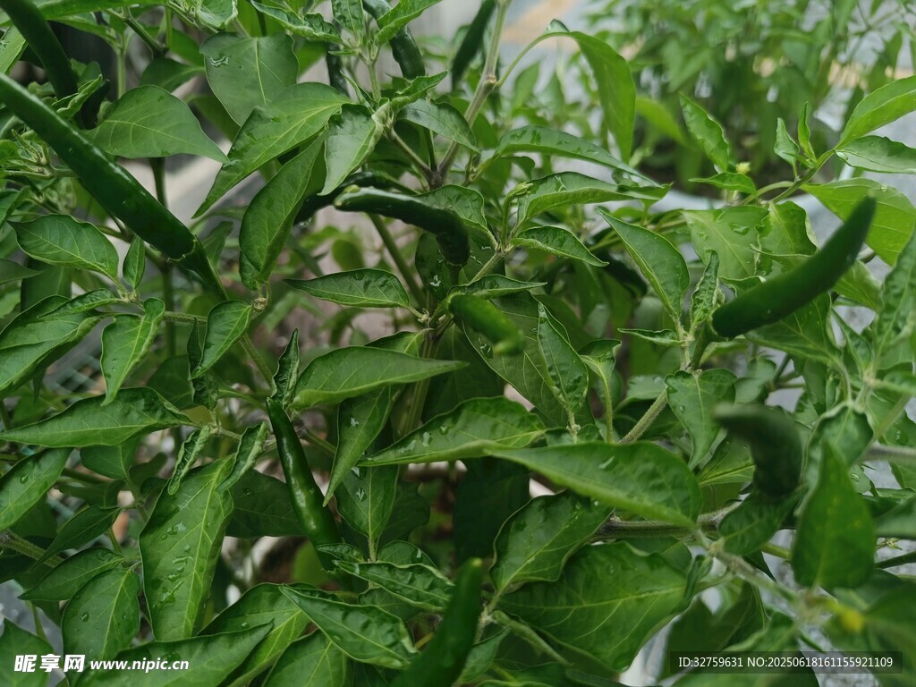 綠葉間的辣椒植株