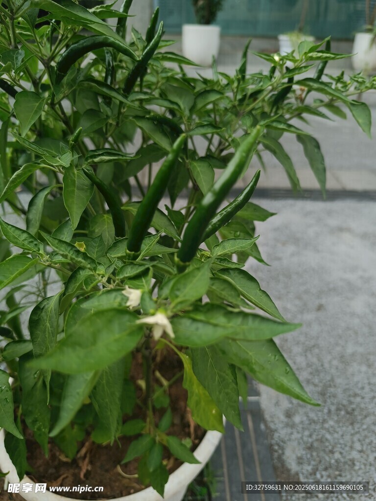 盆栽綠植綻放白色小花