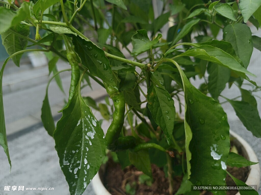 盆栽綠植生機盎然