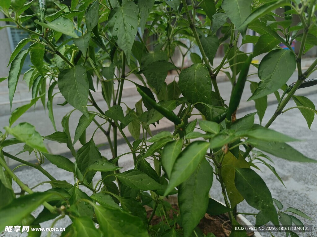 翠綠辣椒植株特寫
