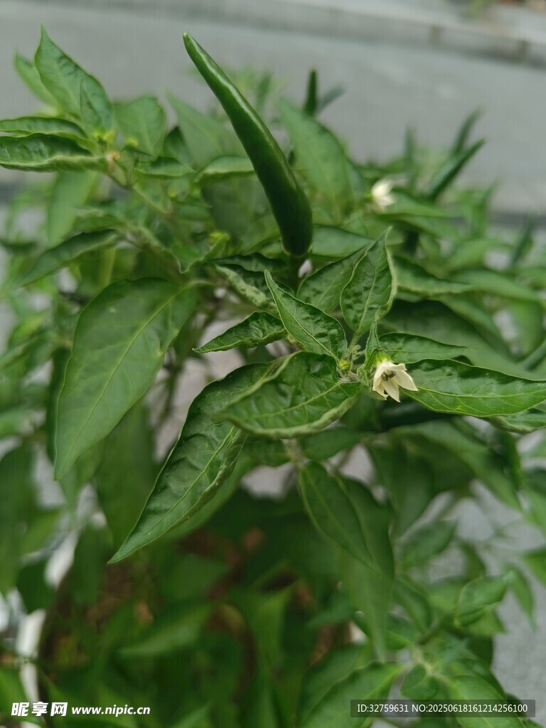 辣椒植株特寫