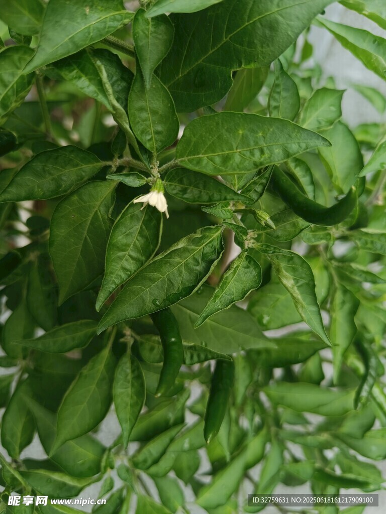 綠葉叢中的小白花