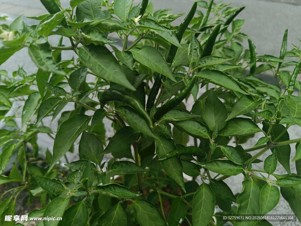 茂盛的綠色辣椒植株