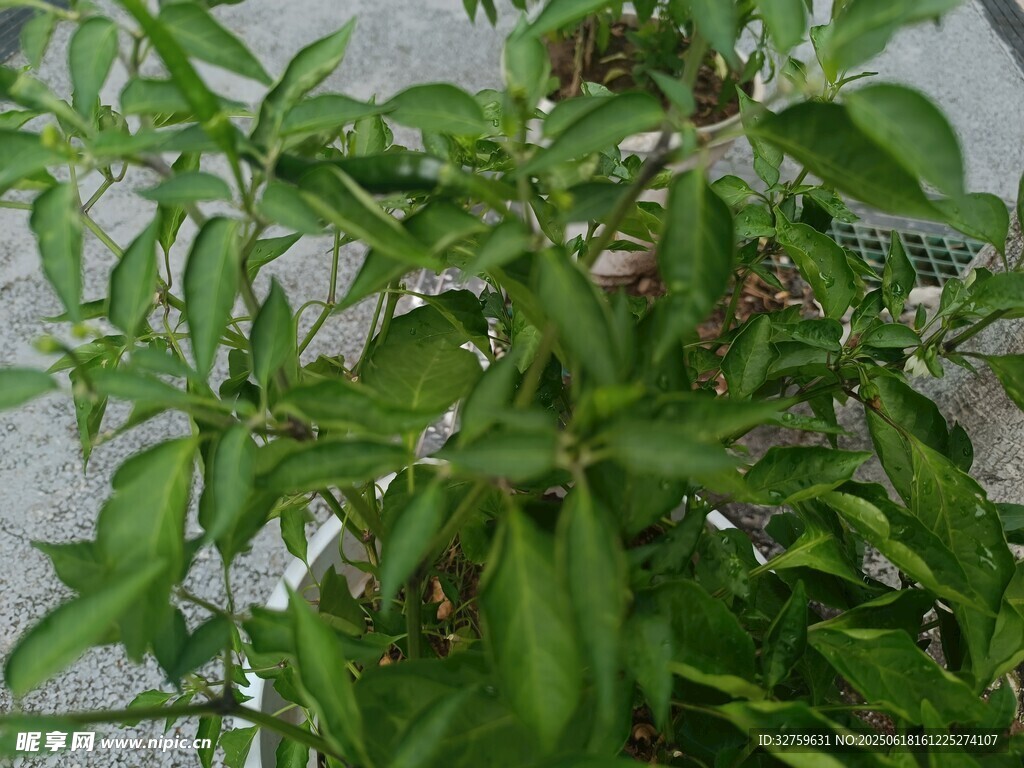 綠葉繁茂的植物
