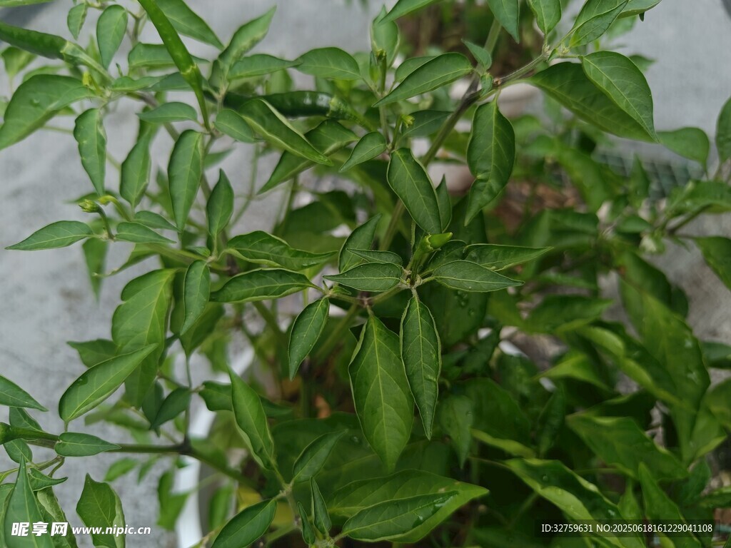 綠葉繁茂的青椒植株