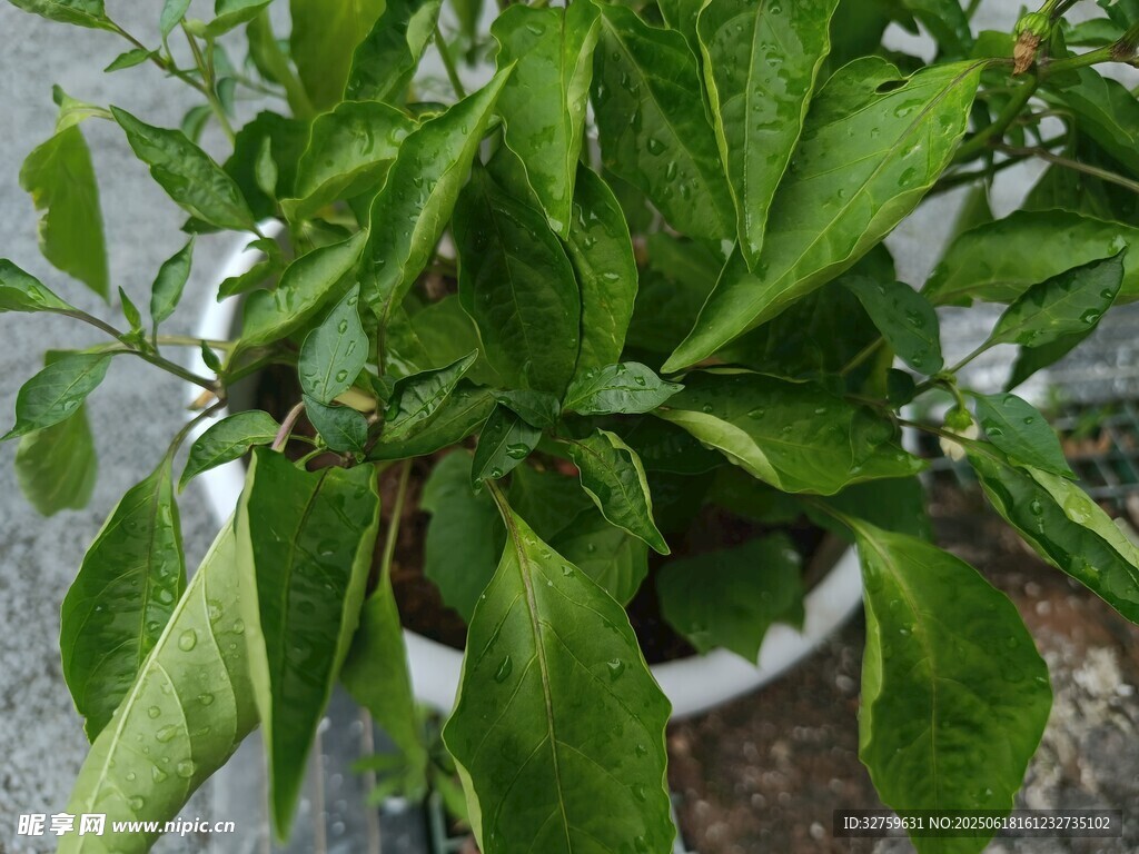 盆栽綠植葉片翠綠生機(jī)足