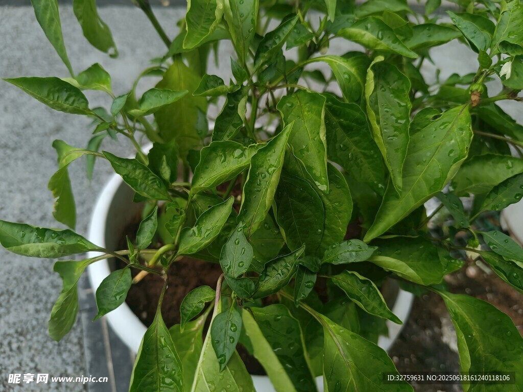盆栽青椒植株