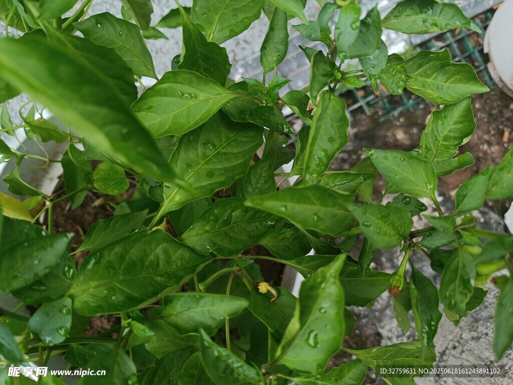 綠葉繁茂的清新植物