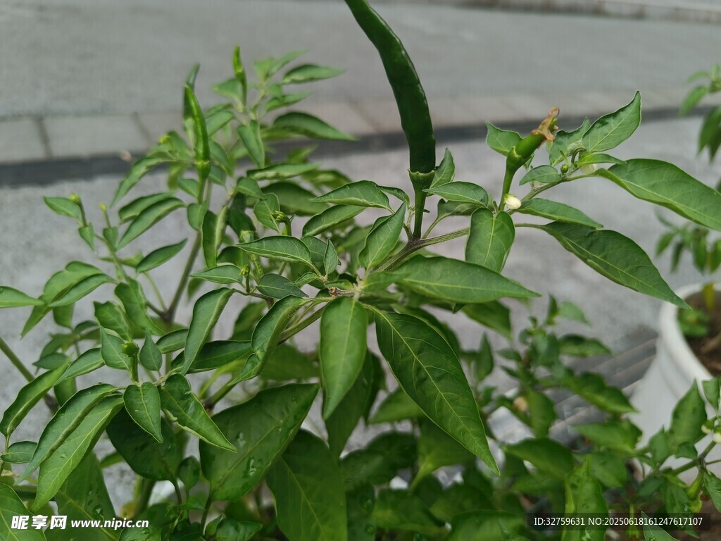 翠綠植物特寫
