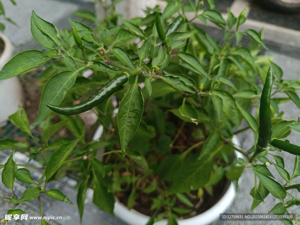 盆栽綠植清新綠意滿滿