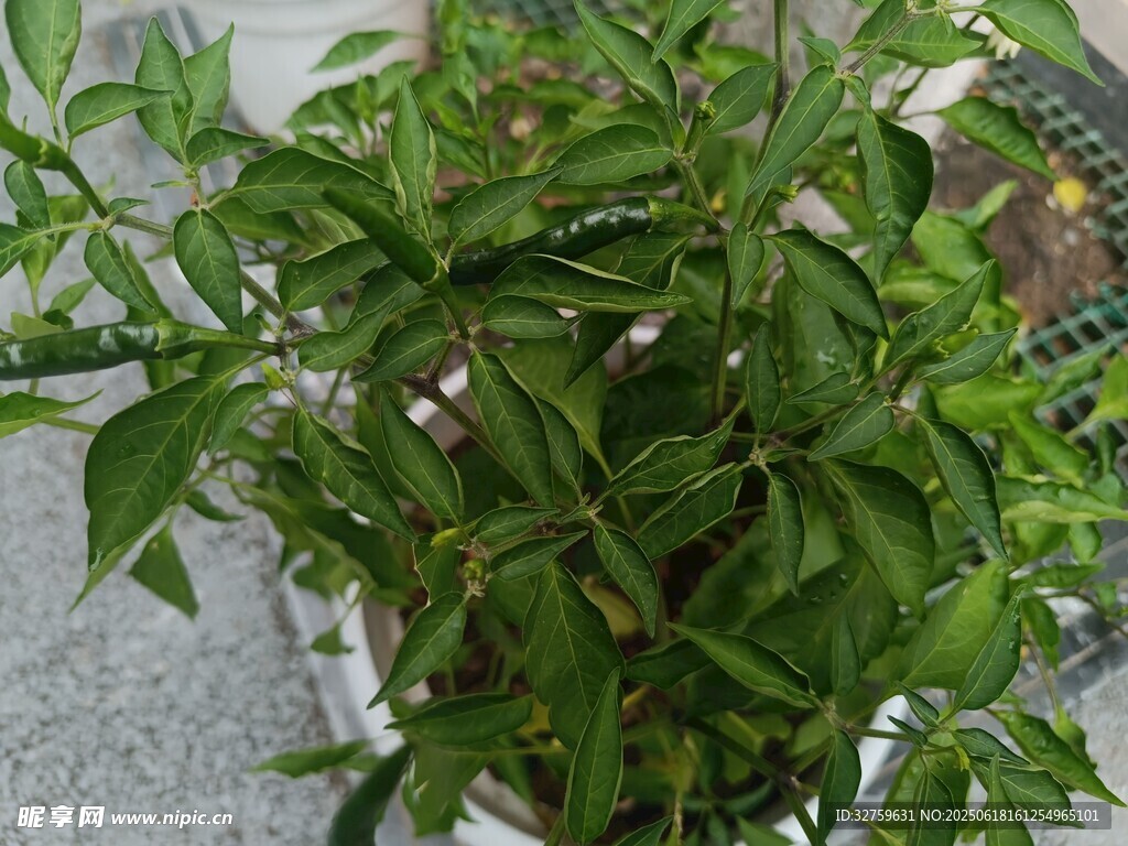 翠綠盆栽植物生機勃勃