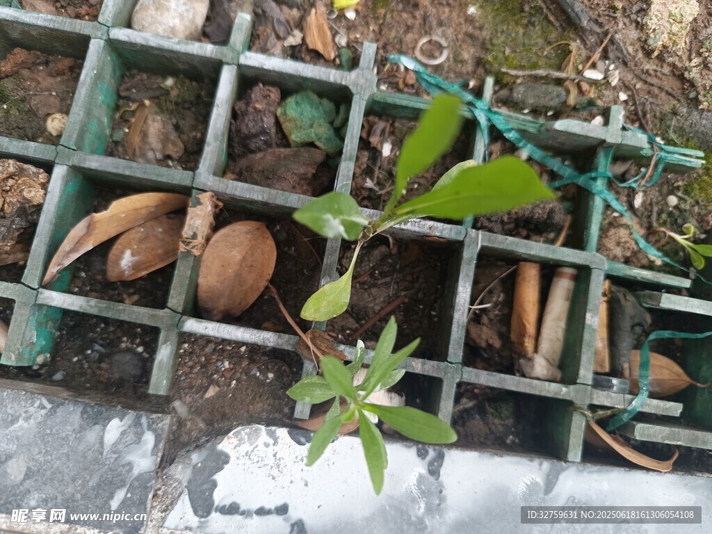綠植生長于網格狀容器中
