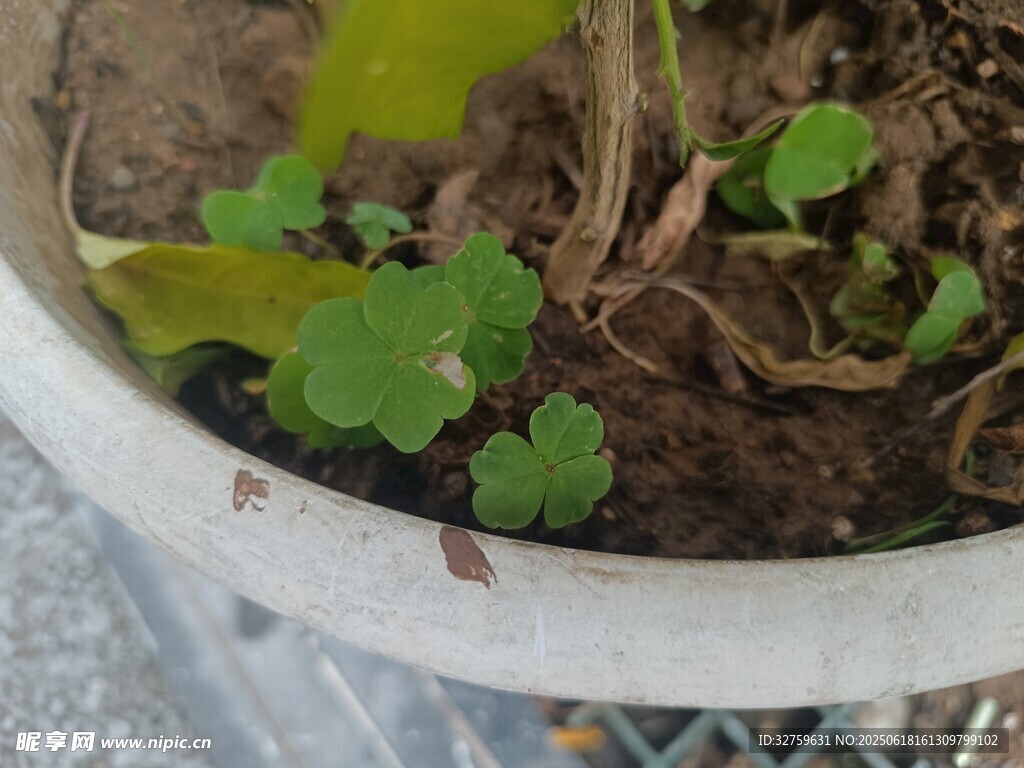 盆栽中的嫩綠植物