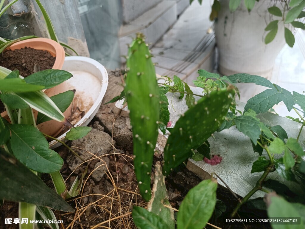 室內綠植景觀
