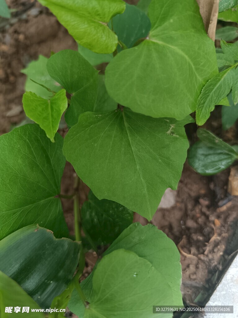 翠綠葉片植物特寫