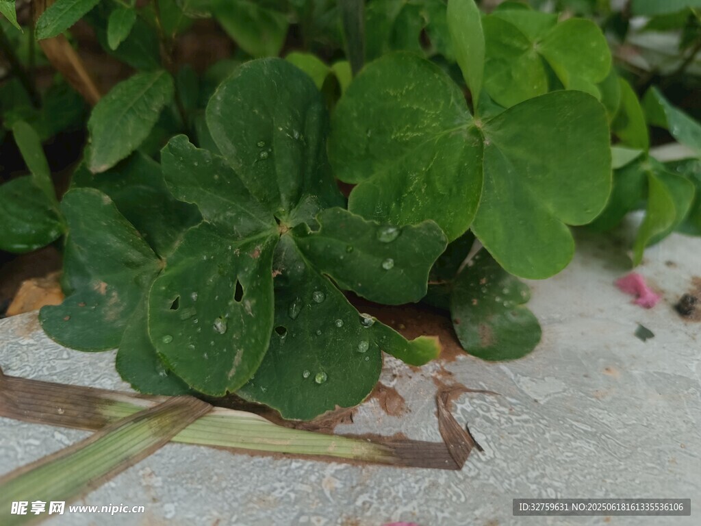 三葉草特寫