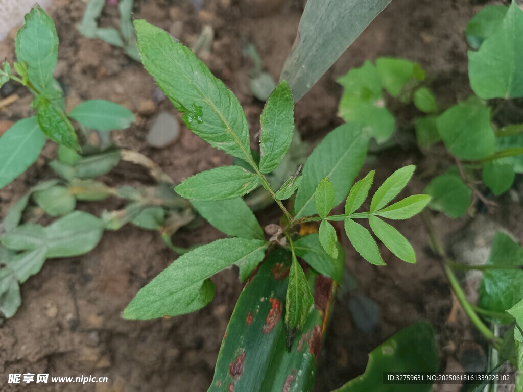 嫩綠植物幼苗生長(zhǎng)畫(huà)面
