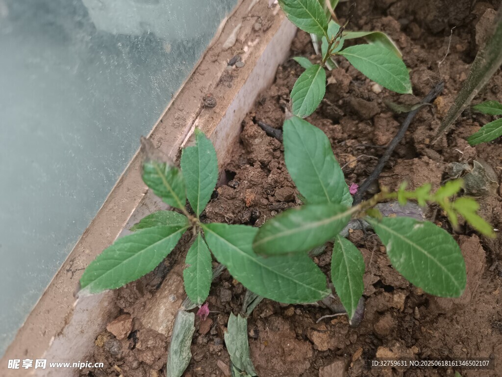 窗邊綠植生機盎然