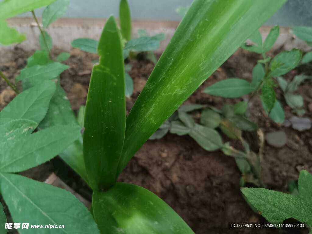 嫩綠植物葉片特寫