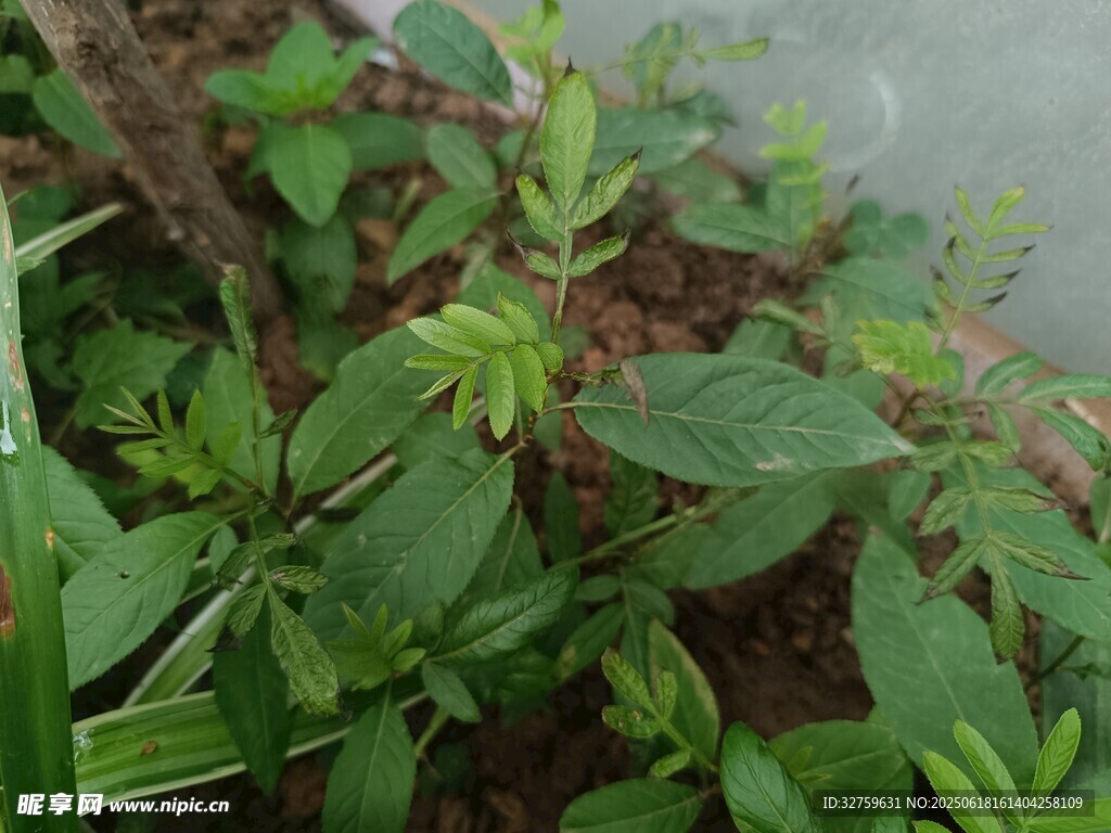 綠葉植物特寫