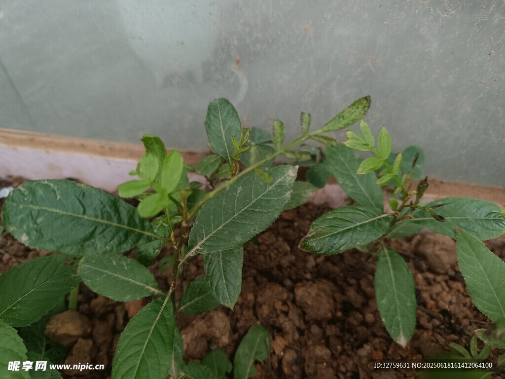 盆栽綠植生機盎然
