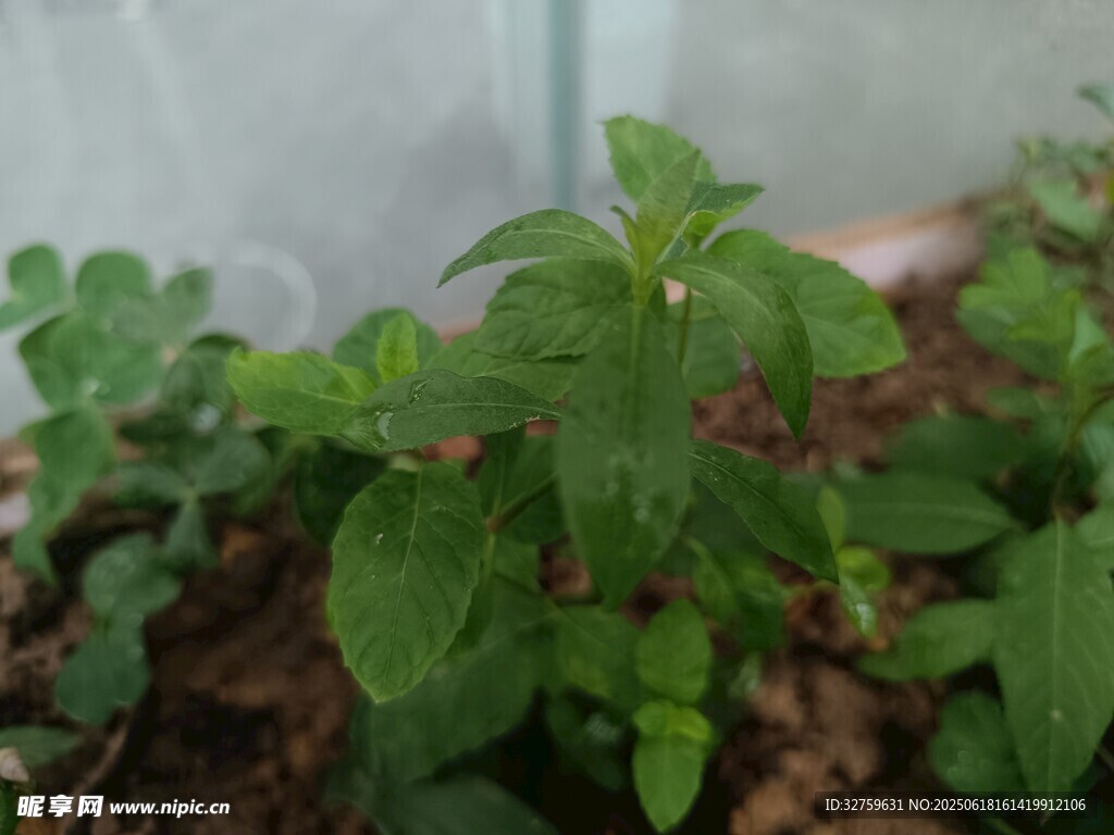 嫩綠植物生機(jī)盎然