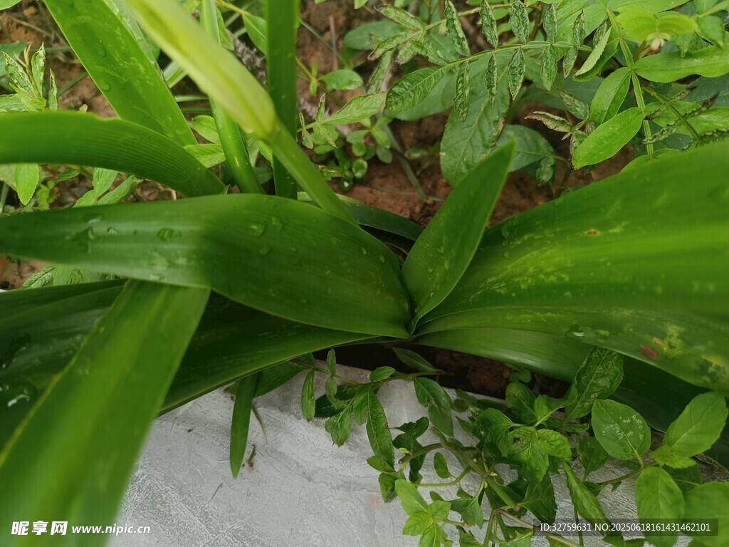 翠綠生機的多樣綠植