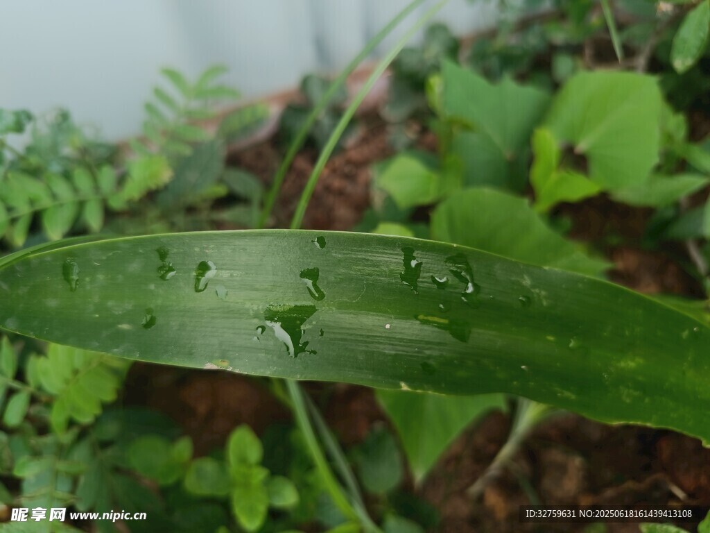 葉片上的綠色小昆蟲