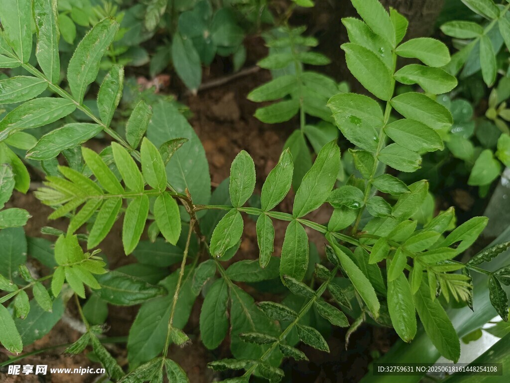 翠綠蕨類植物葉片特寫