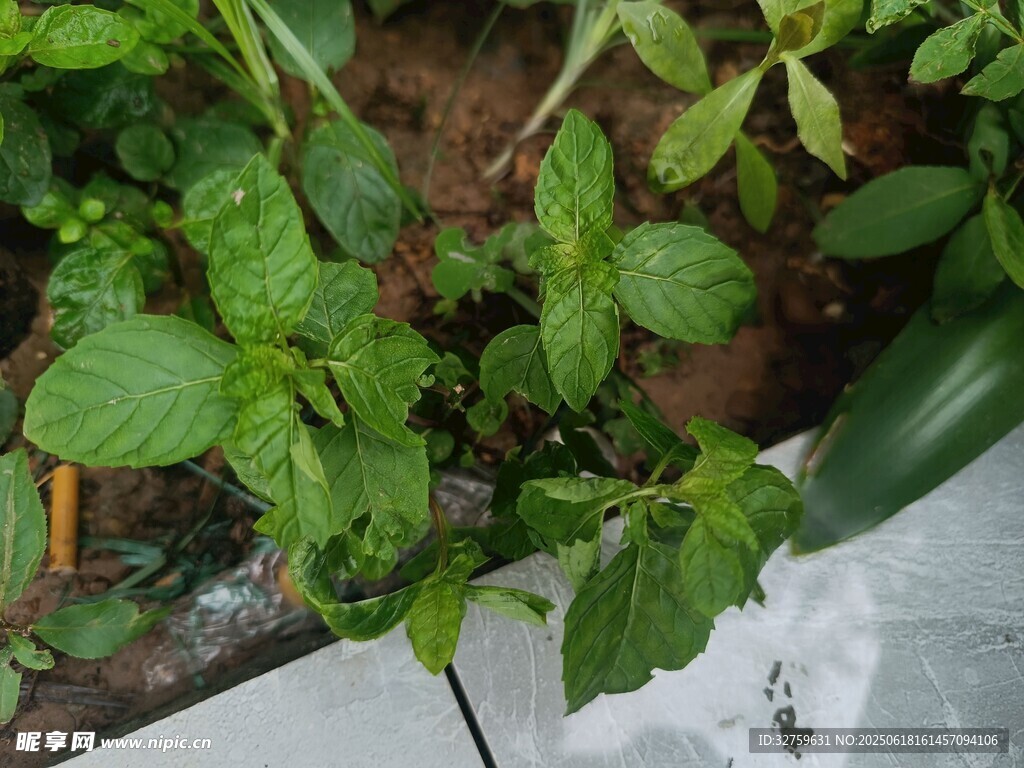 嫩綠植物生機盎然