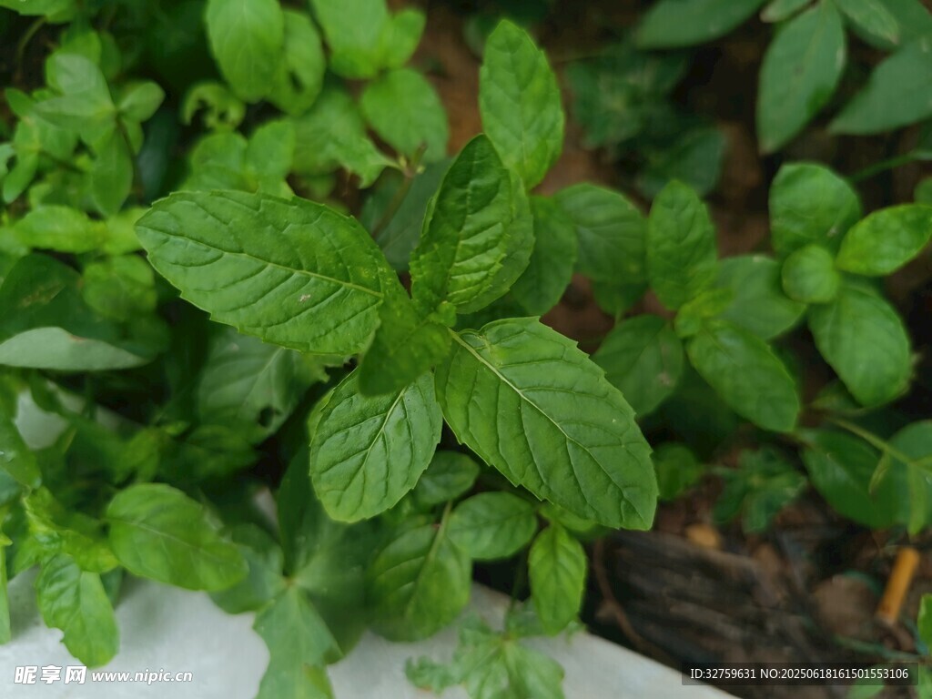 鮮嫩薄荷植株特寫