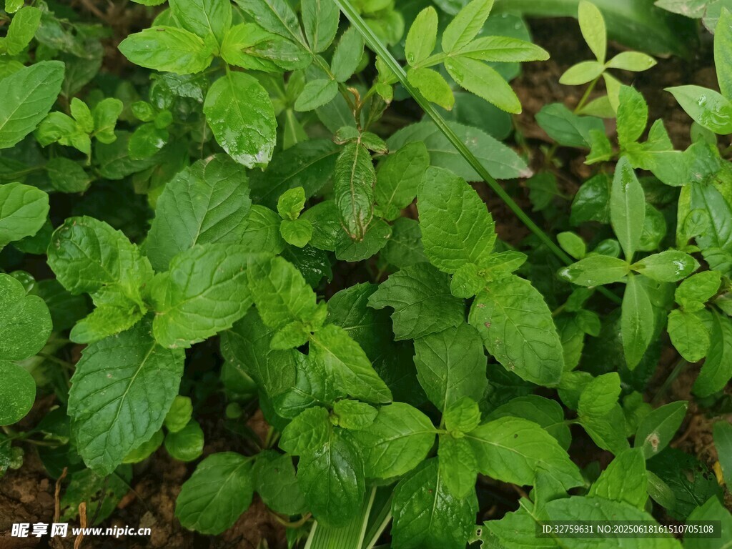 嫩綠繁茂的植物景觀