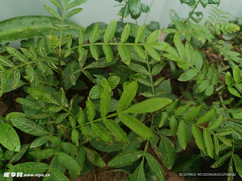 翠綠繁茂的植物葉片