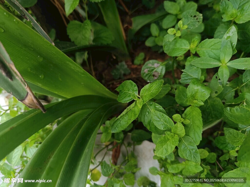 綠葉植物特寫