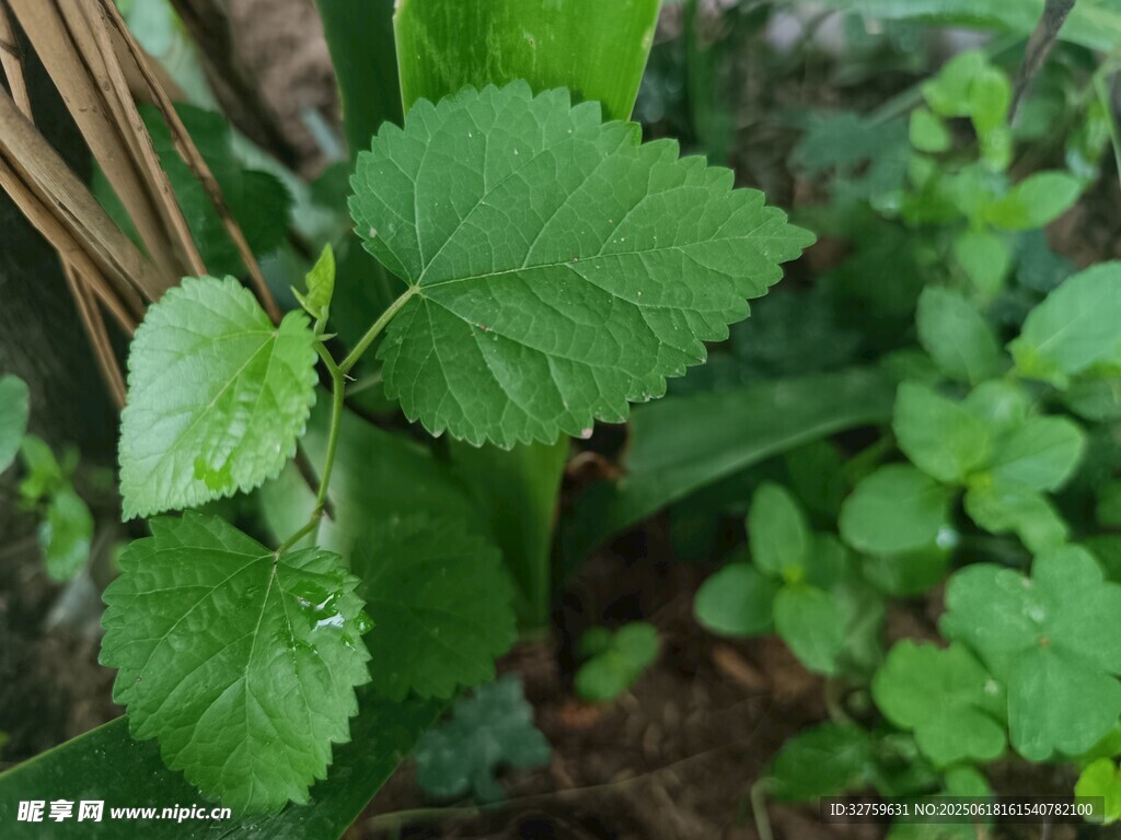 嫩綠葉片與周邊植物景象