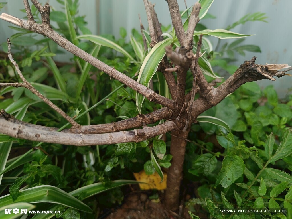 枯枝干與翠綠植物共生