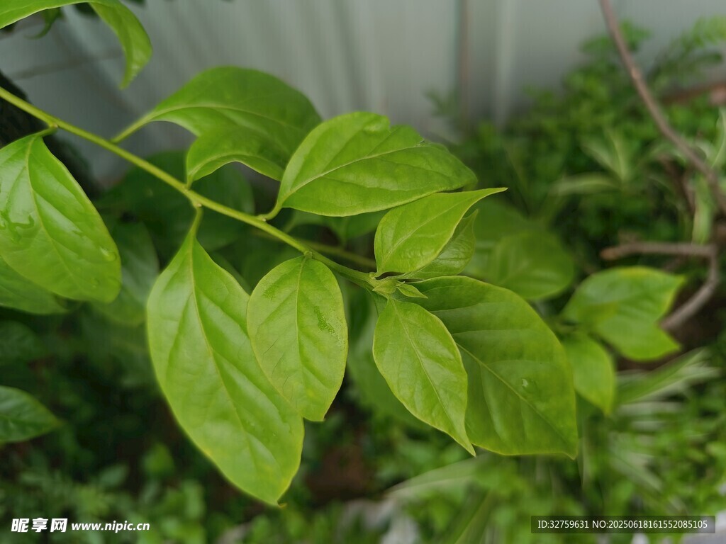 嫩綠枝葉特寫